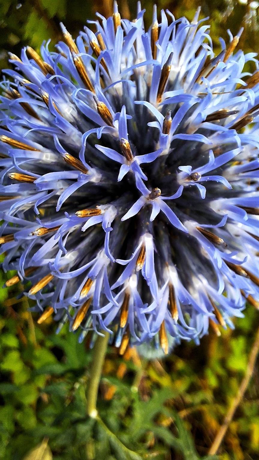 De Blauwe Kogeldistel in bloei,