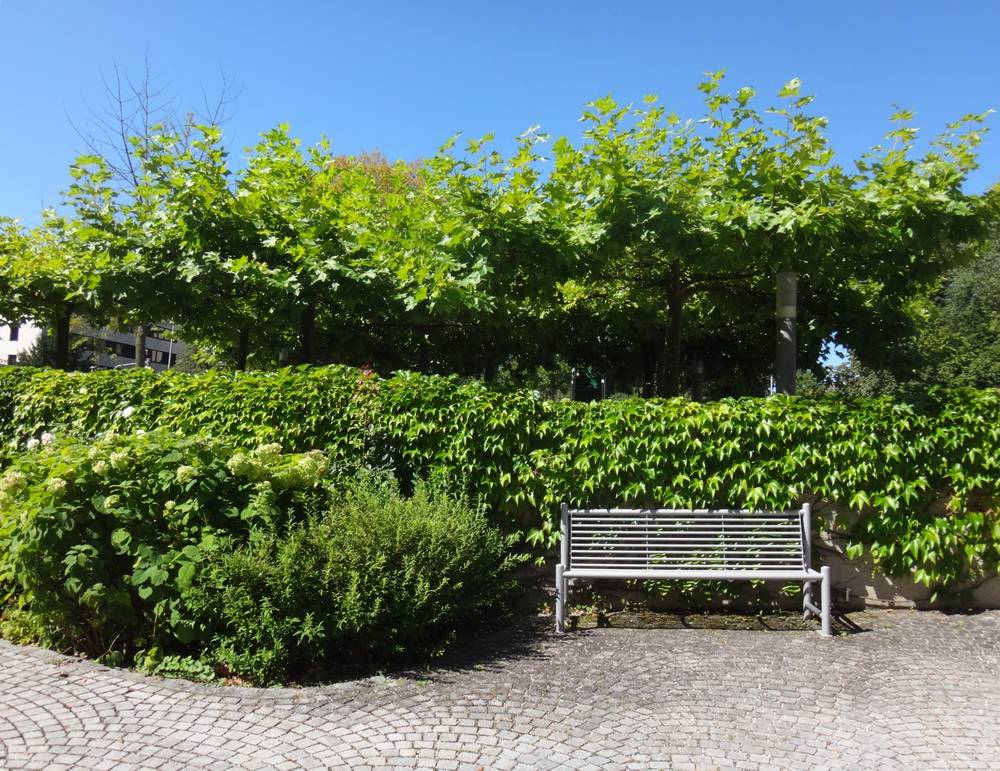 Have a Rest. At a Bush.