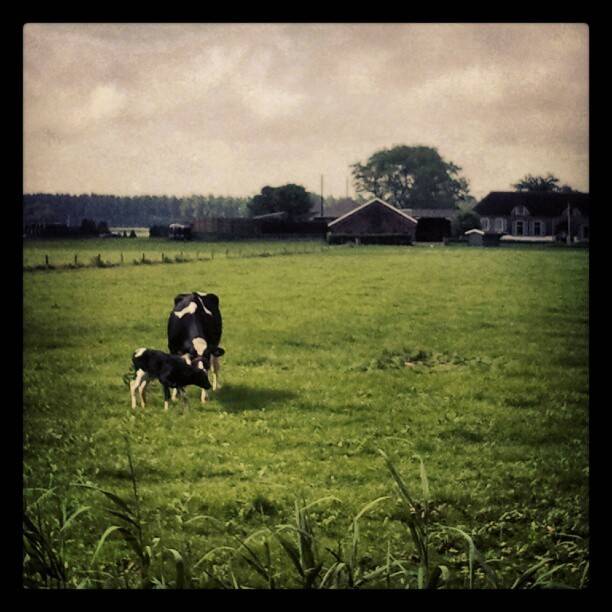 A cow and calf standing together in a green pasture with farm buildings in the background.