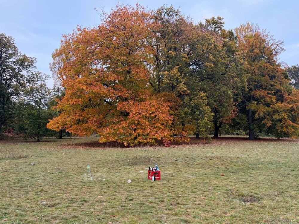 baum in den rehbergen im herbst