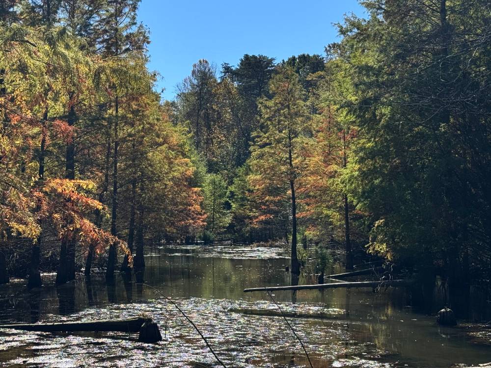 Cypress Tupelo