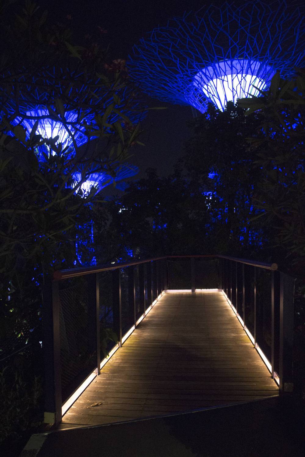 A wooden footbridge glows under blue Supertree canopies at night.