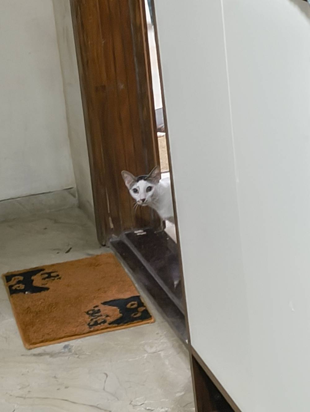 kitty looking around the corner
