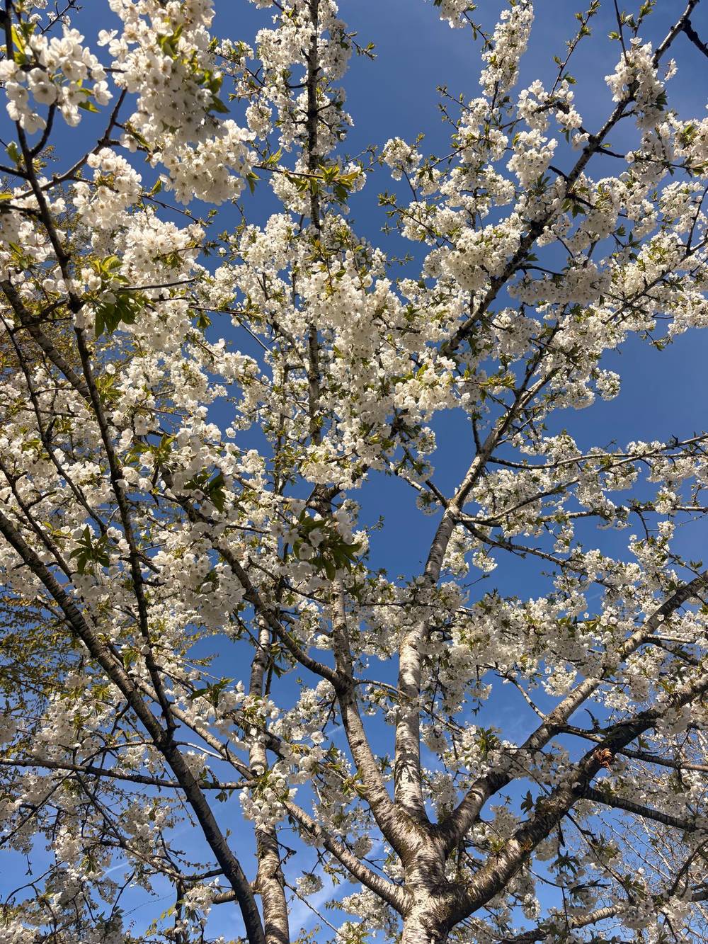 Spring 🌸