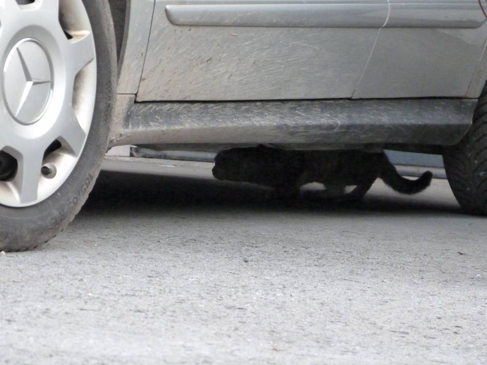 car(s)