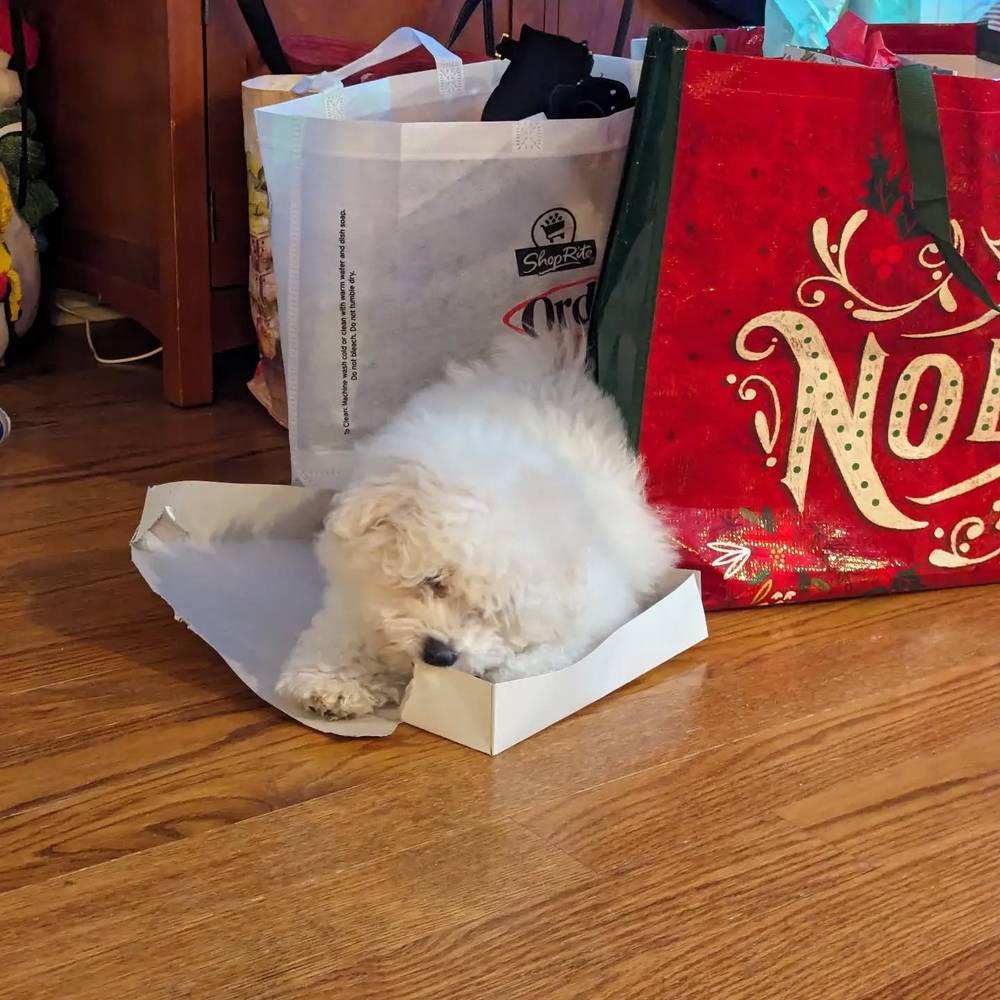 Kibi's favorite Christmas present was a box