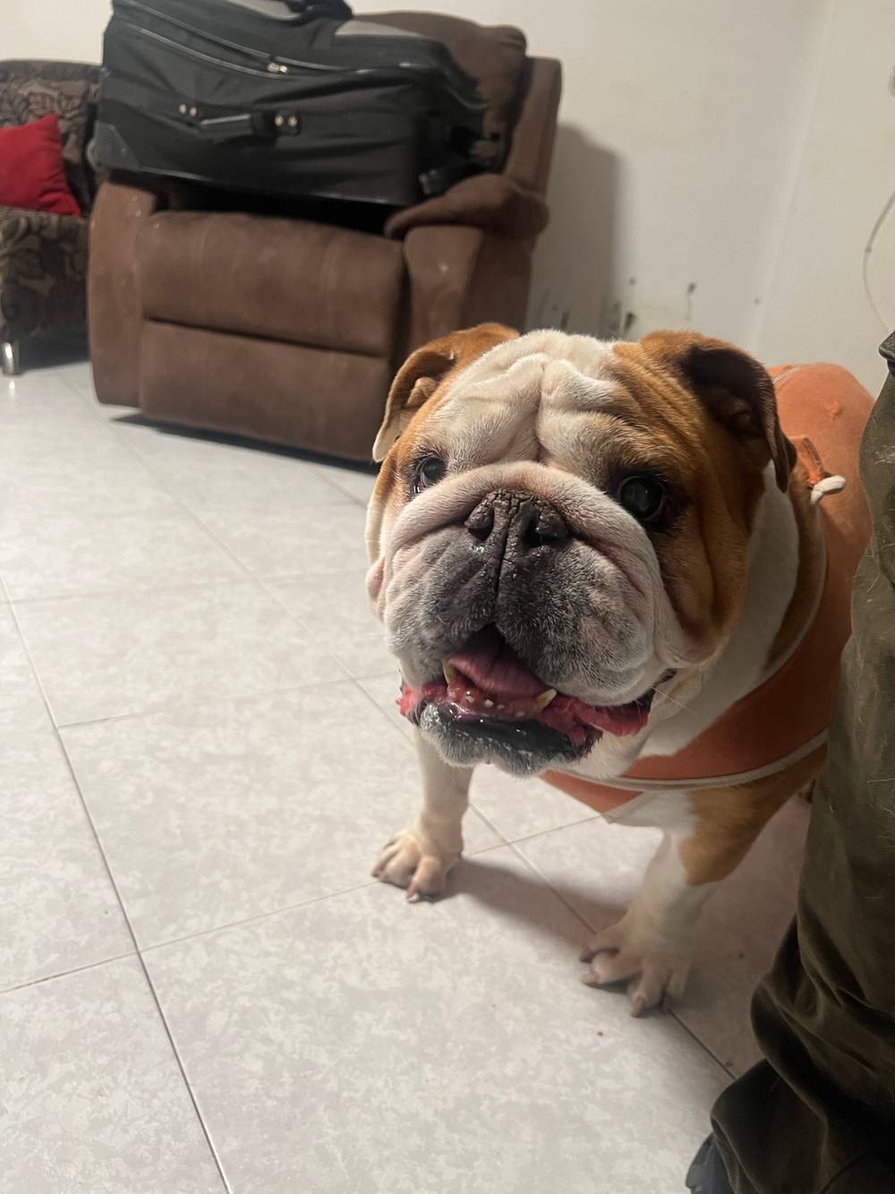 Bully dog