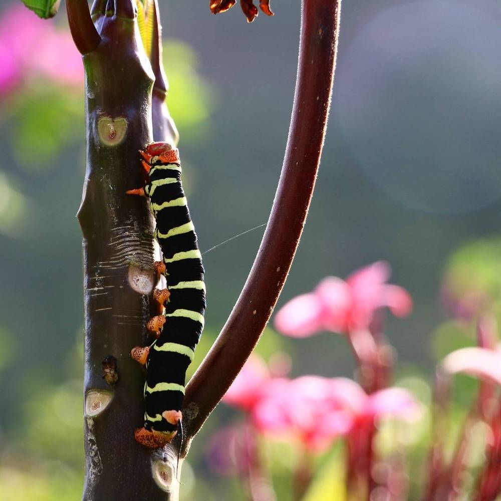 Caterpillar on Guadeloupe 🐛