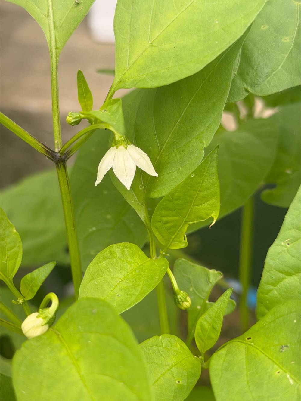Tiny white bell shaped flower handing down amidst green leaves 