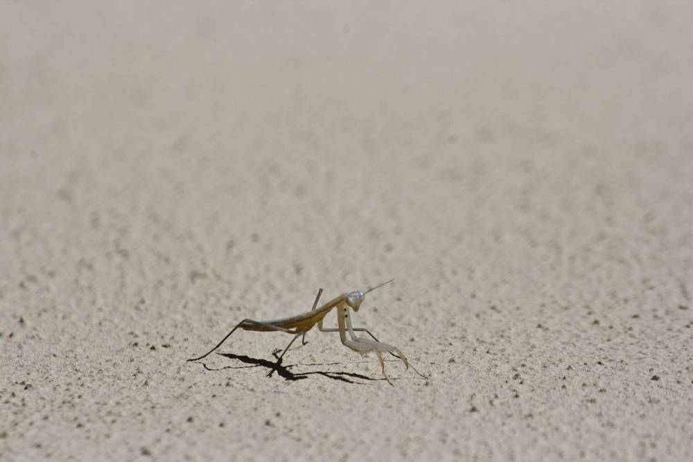 A praying mantis stands poised on a sandy stone surface.