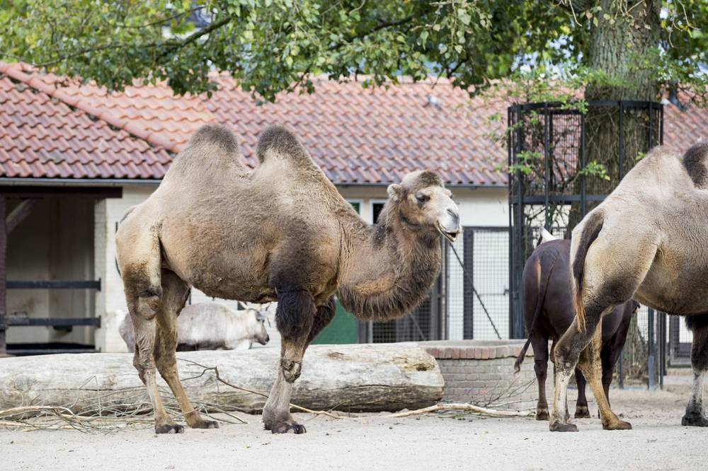 Two bactrian camels stand near a red-roofed building in their enclosure.
