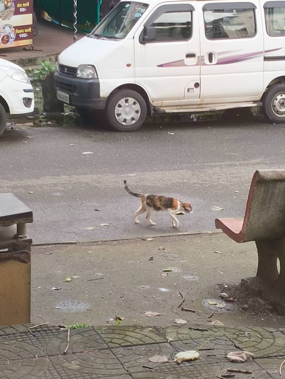 kitty walking across street 