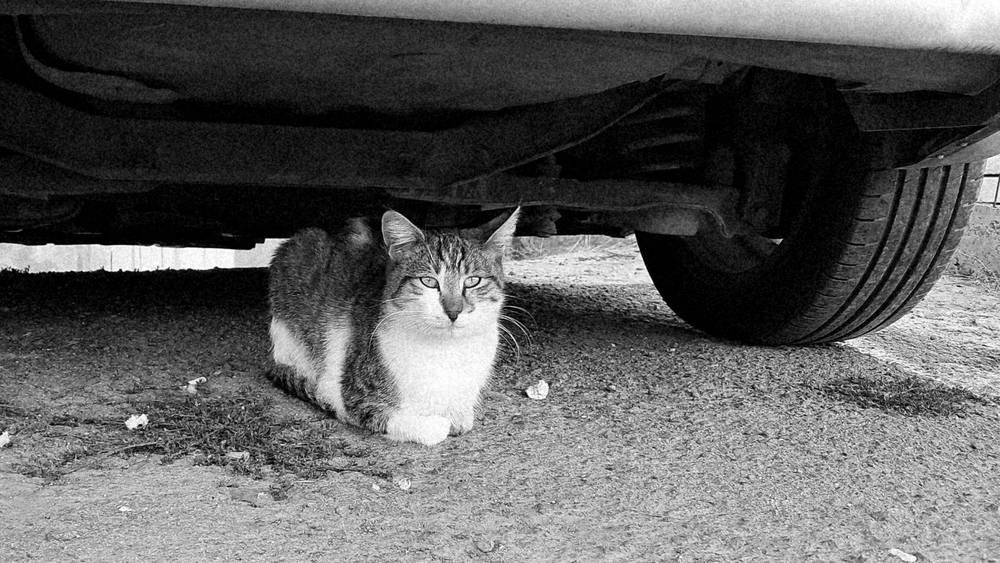Your metal box provides acceptable shade. I like it.