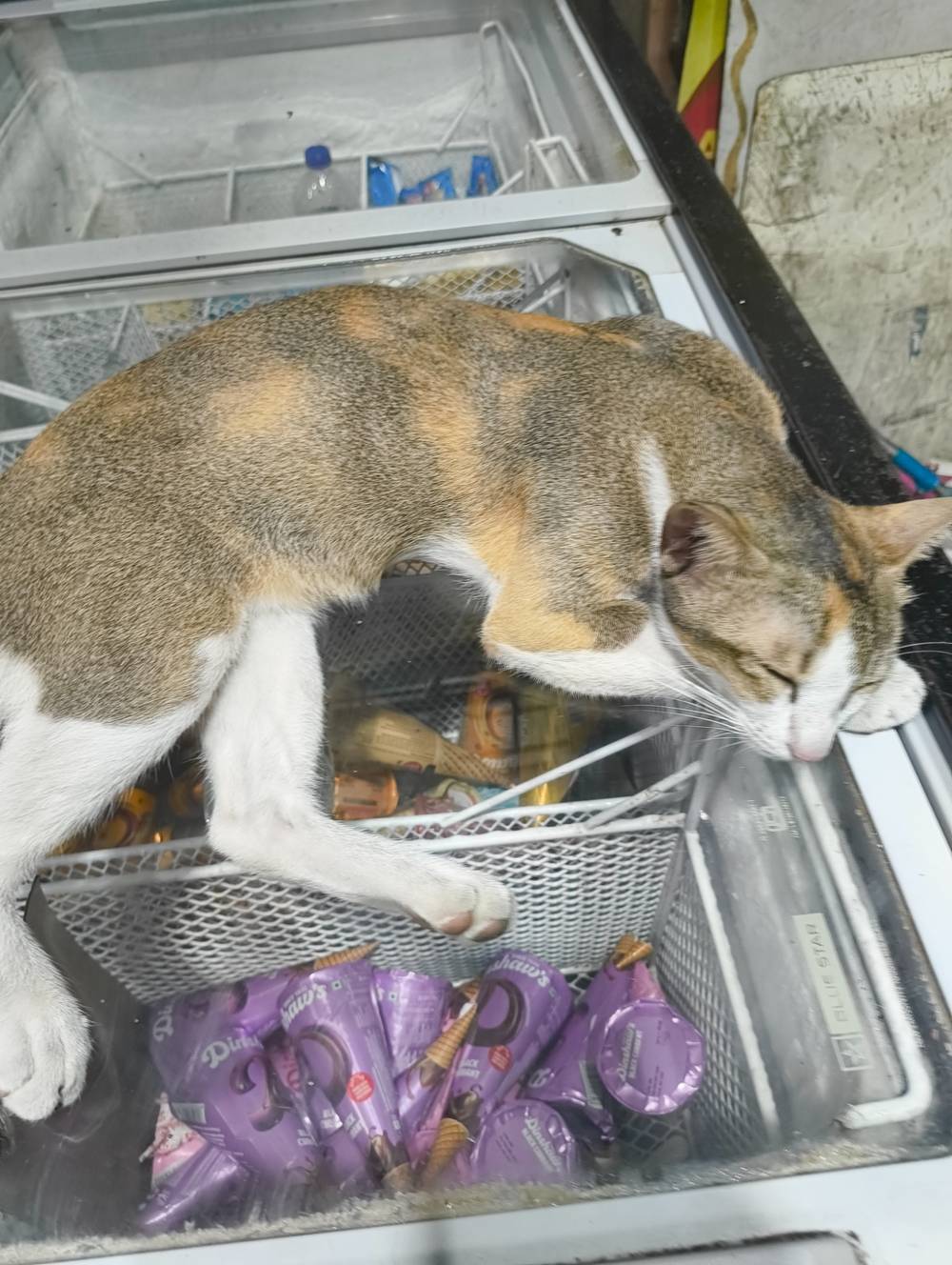 kitty sleeping on icecream freezer