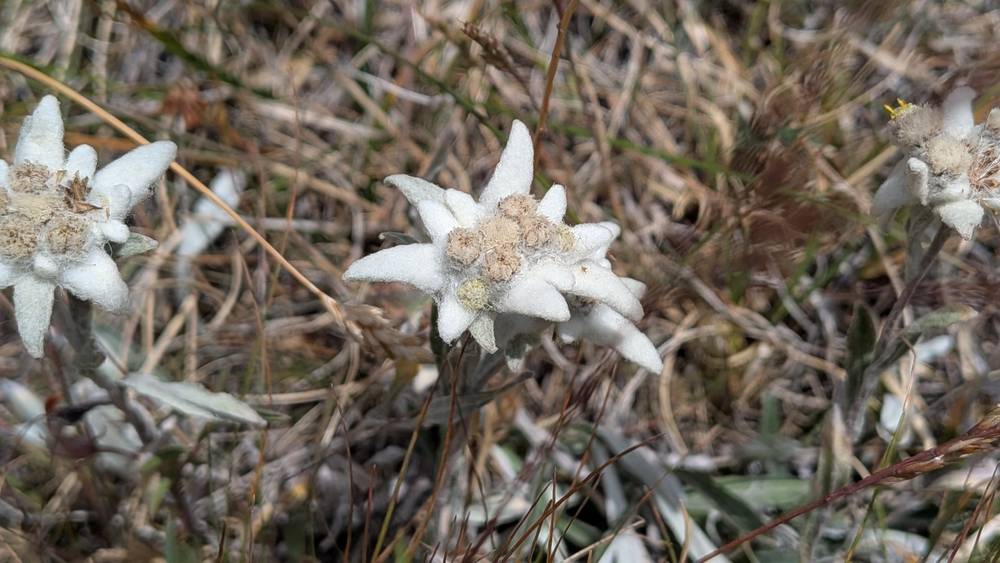Edelweiss