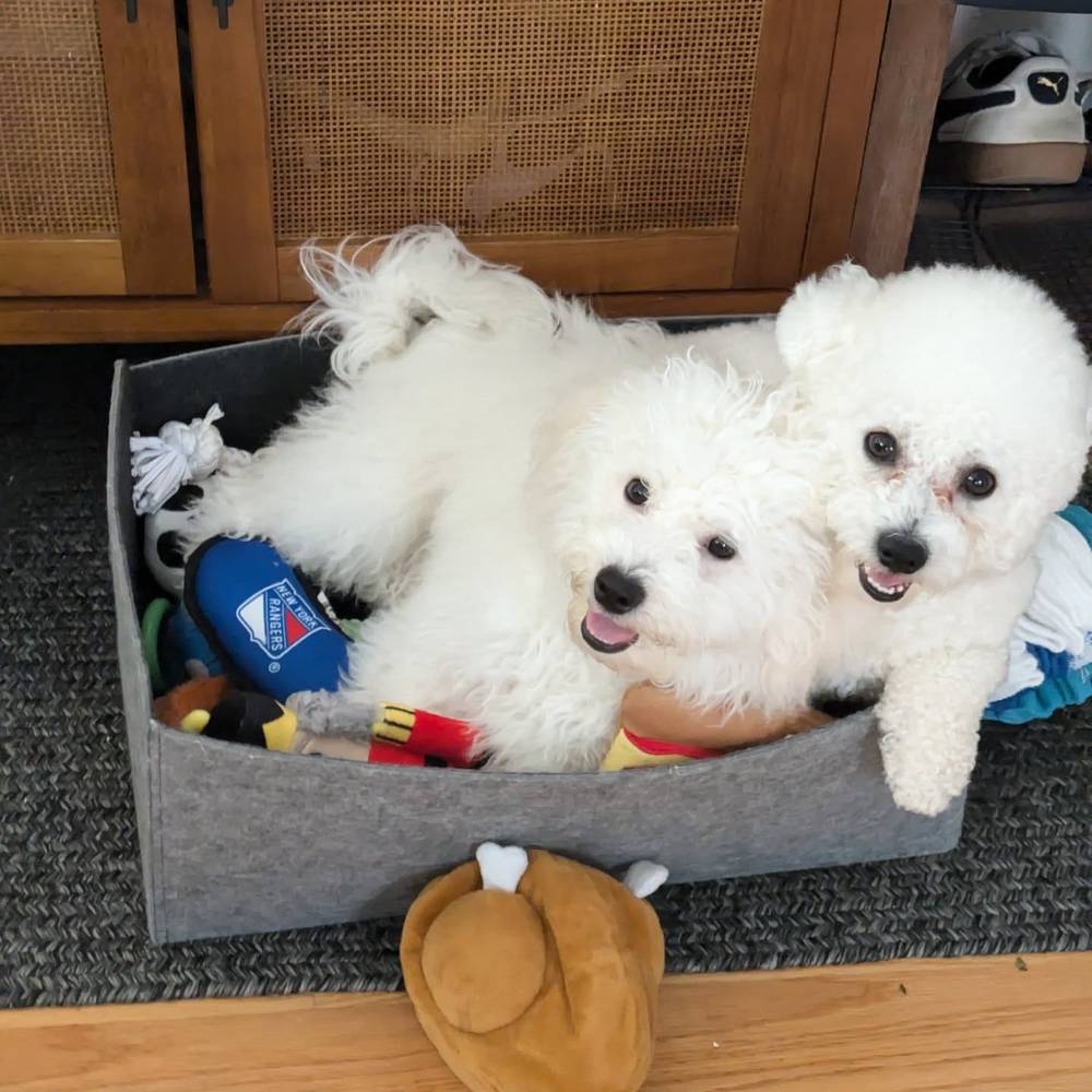 We love sitting in our toy box 😁, photo 1 of 1