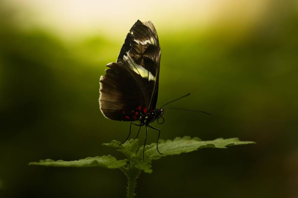 A longwing butterfly sitting on a plant with the wings upright. 