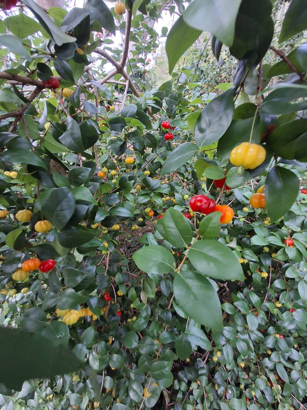 Surinamese Cherry Trees...