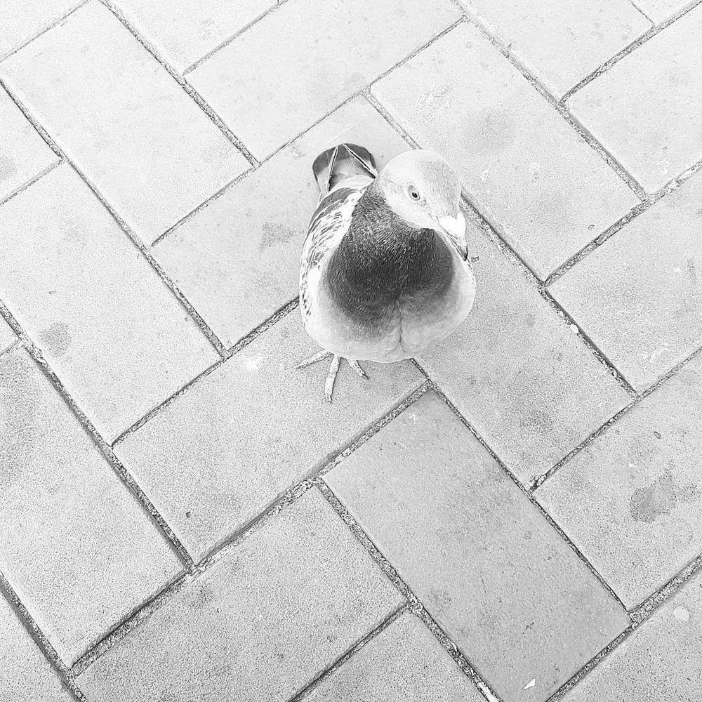 The flying rat wants to steal my lunch.