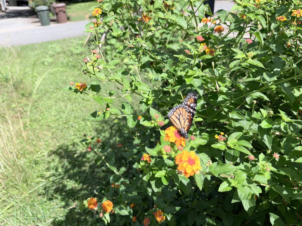 Around the garden and a harvest