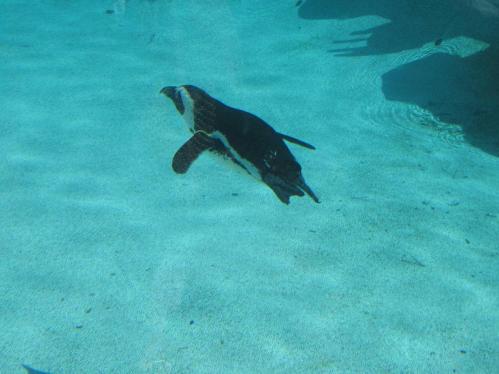 Penguin swimming in its enclosure