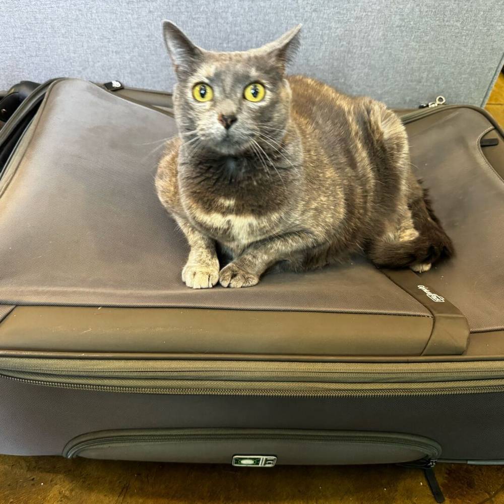 i cant leave because my luggage is now her couch