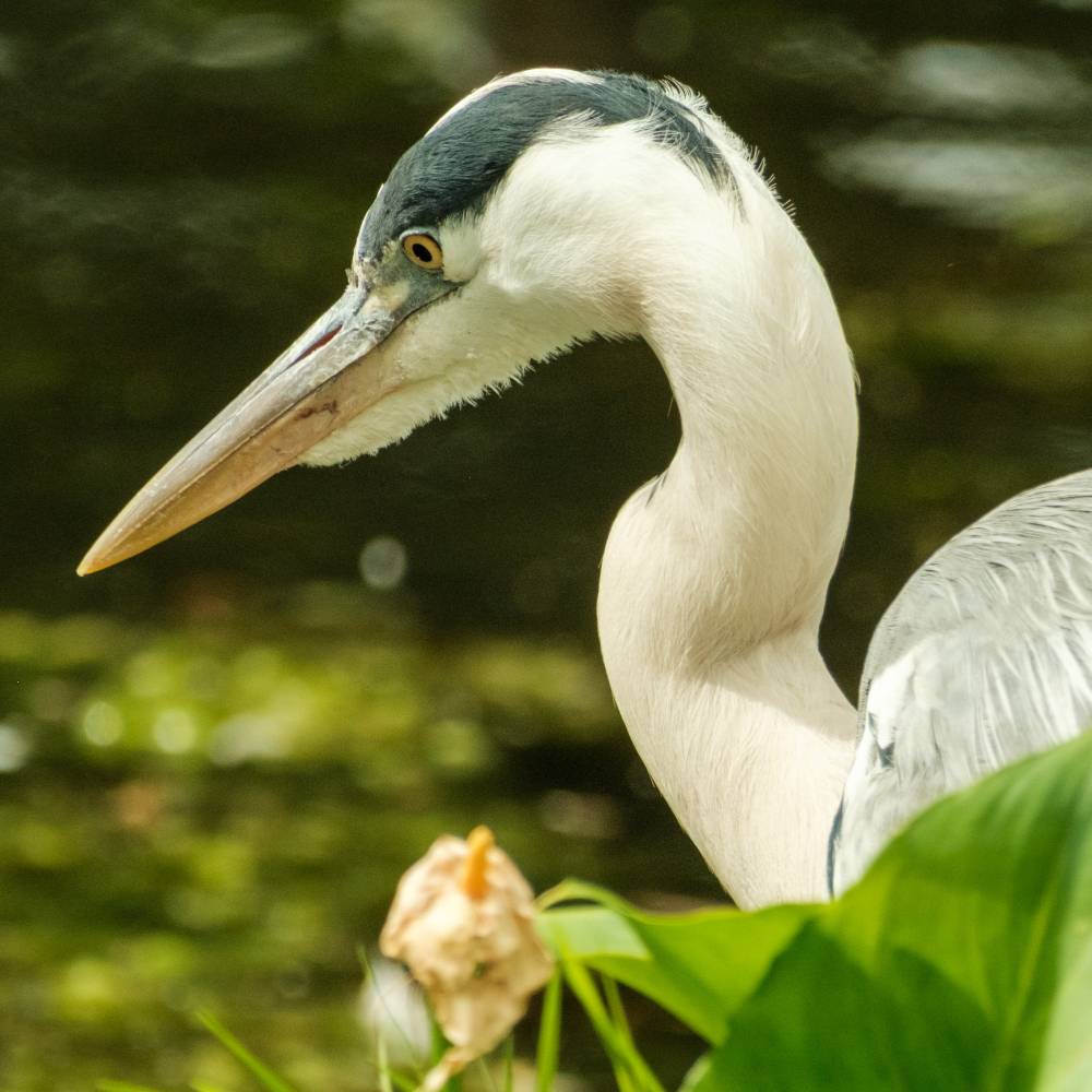 Gray heron