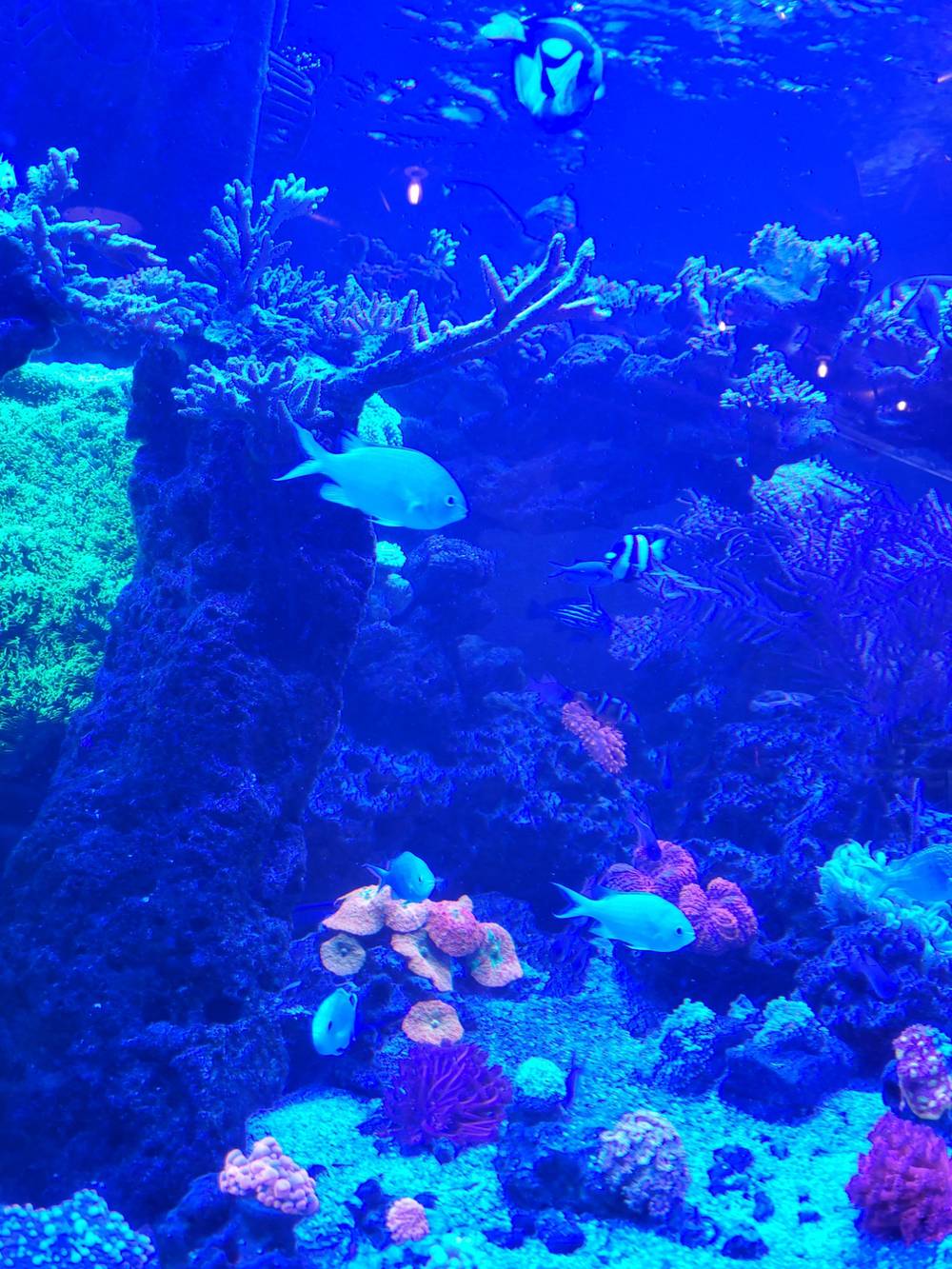 fish, coral, and anemones in a serene fish tank with blue light and vibrant colors