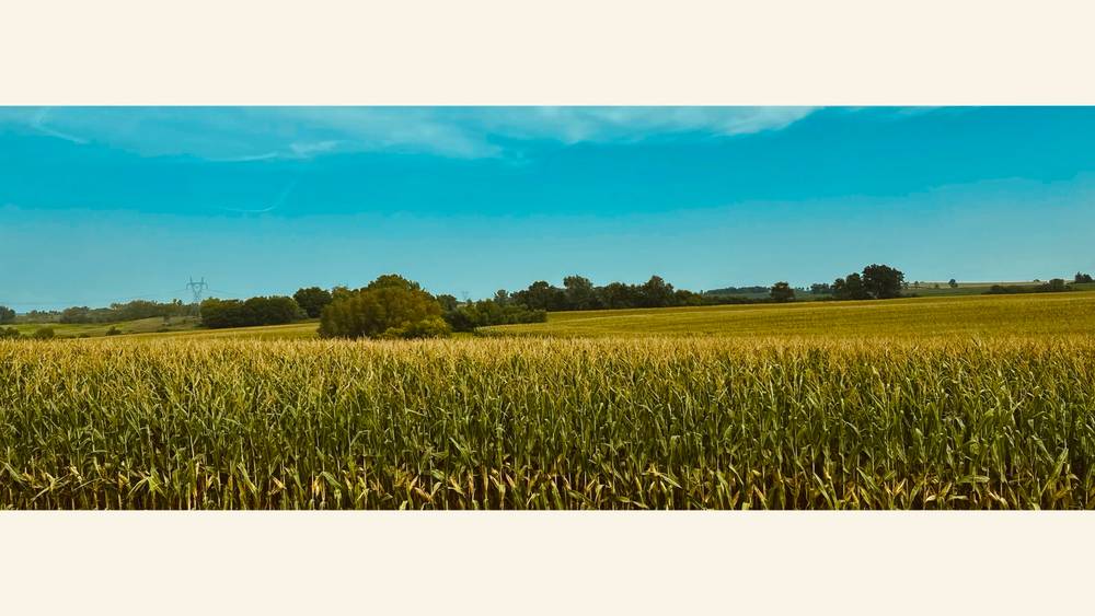 South Dakota corn