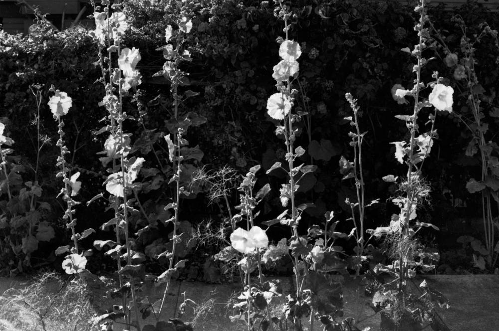 hollyhock flowers along the sidewalk in jingletown