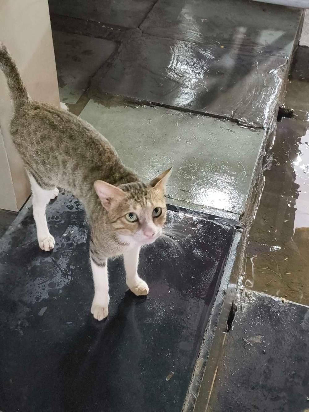 kitty staring and screaming for food 
