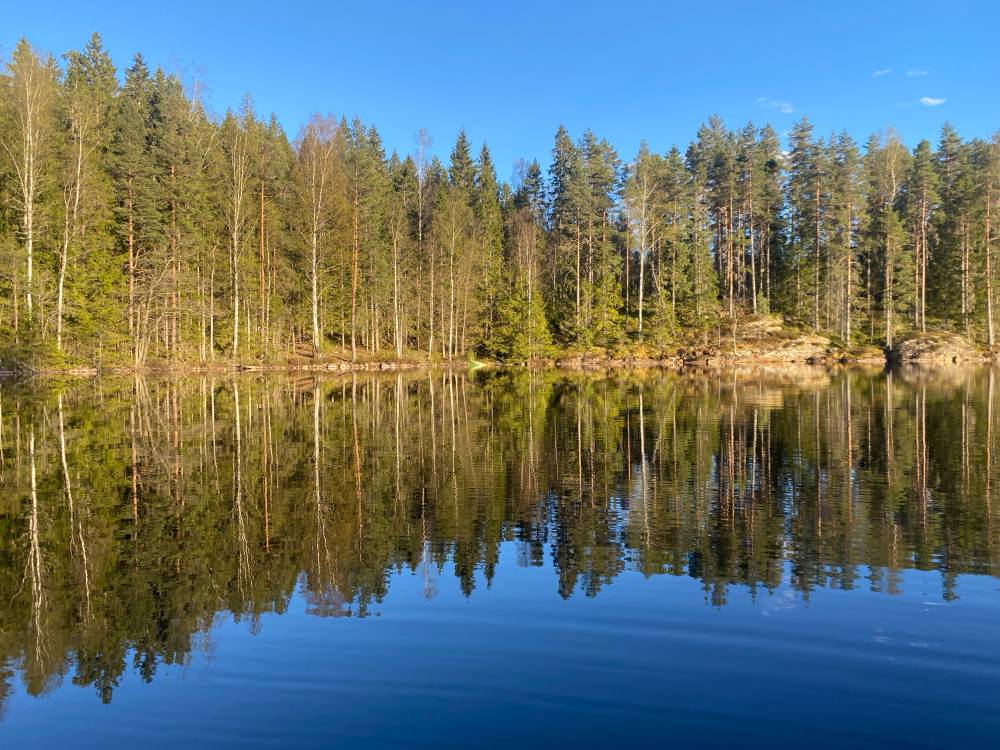A still forest lake perfectly mirrors a stand of tall pines, spruces, and bare-branched birches along a rocky shoreline. Shot on a clear day with an almost cloudless blue sky.