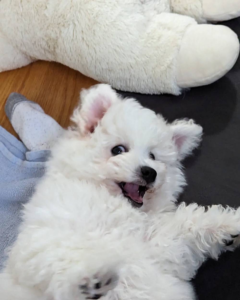 Ears!