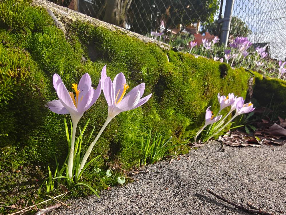 crocuses springing up from a crack in moss covered concrete