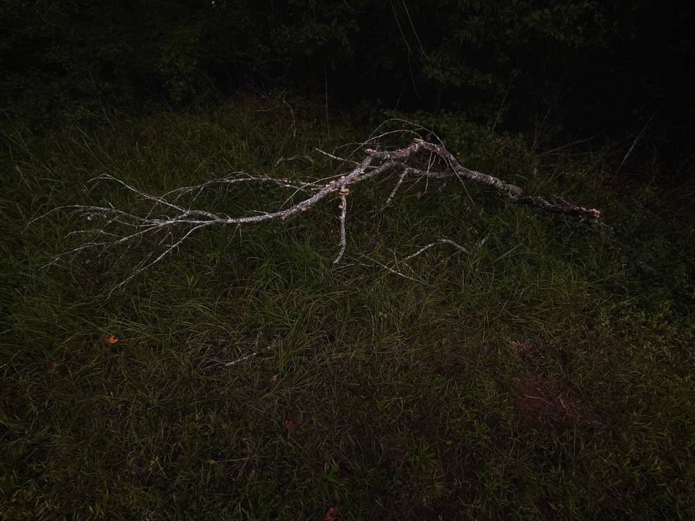 branch across seasons