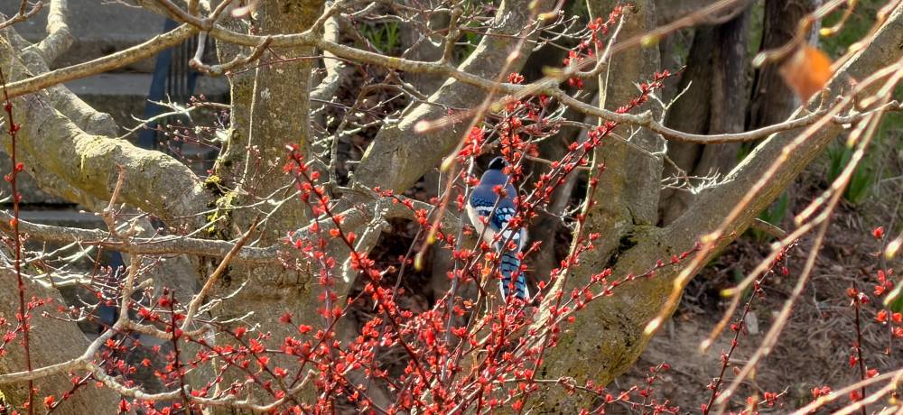 A blue jay perches among twisting gray-brown tree branches, partly hidden behind a spray of vivid red buds. The bird’s bright blue wings and tail, patterned with black bars and white spots, contrast sharply with the warm reds and muted wood tones, all lit by soft sunlight.