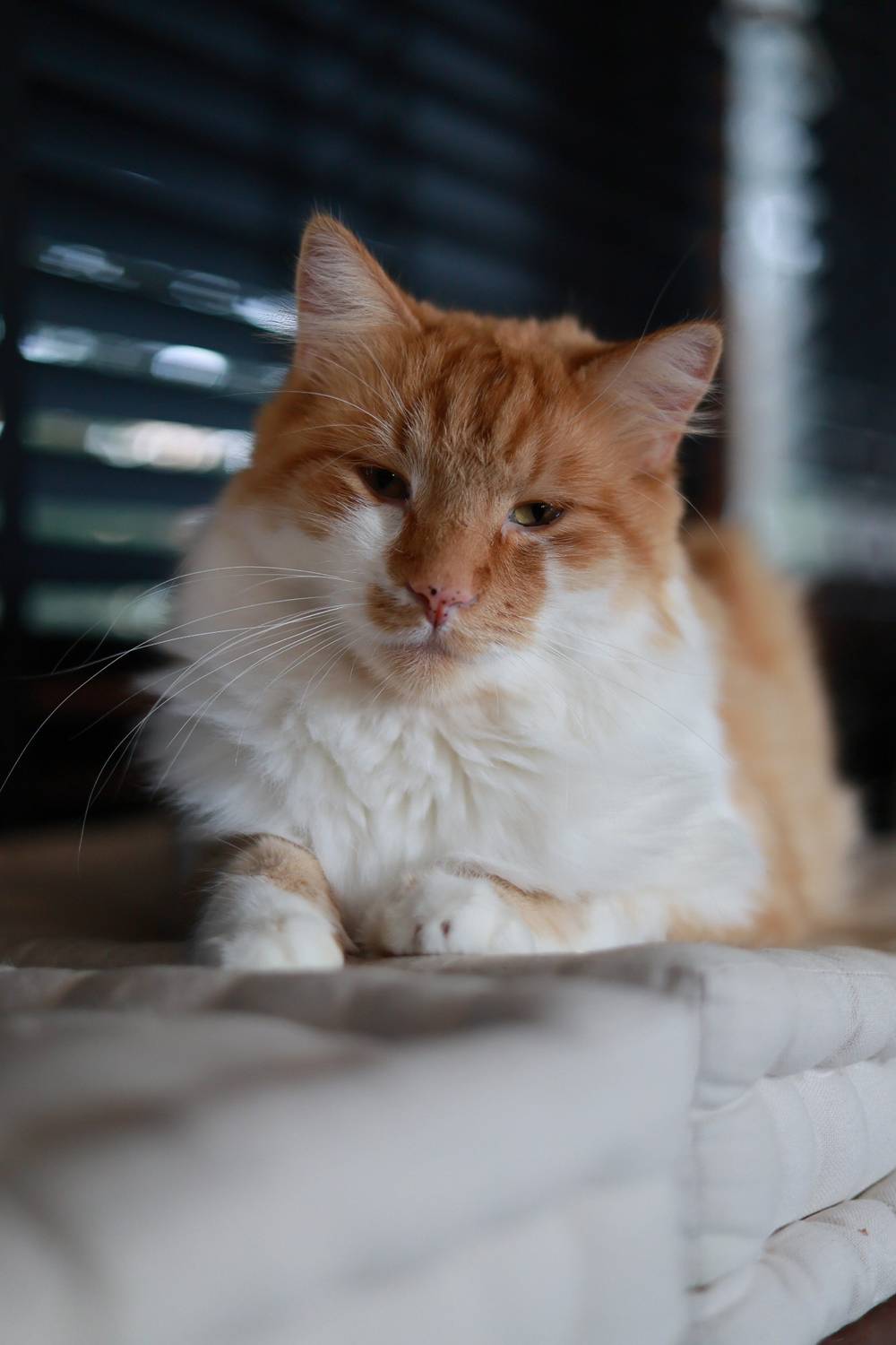 Orange cat staring in the camera 