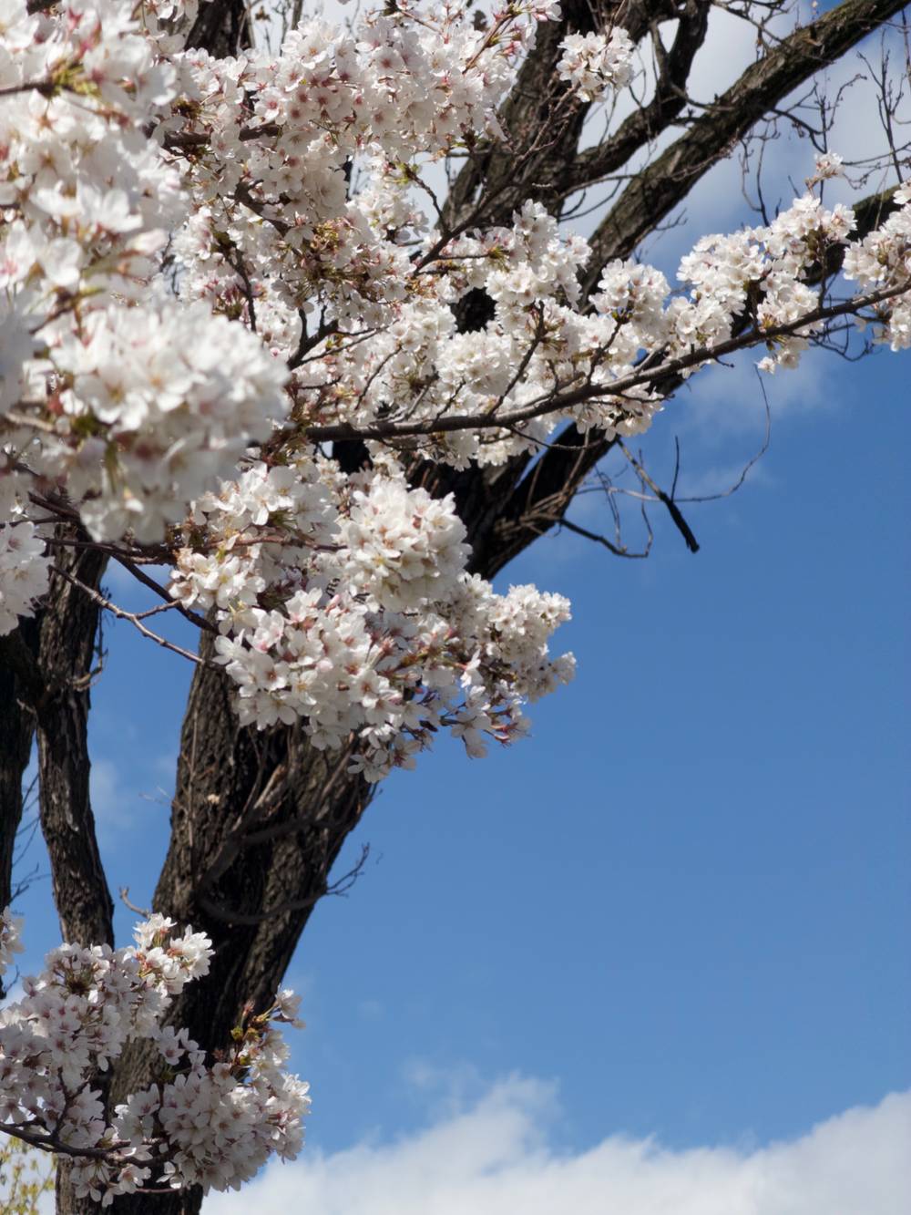 Happy Spring ft. Cherry Blossoms