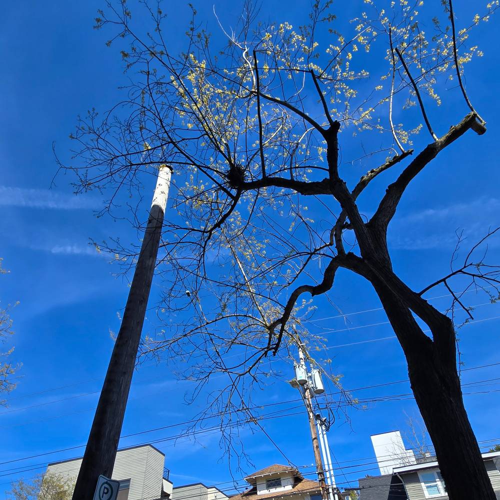 A low-angle view looking up at a bare tree just beginning to bud with small yellow-green leaves against a vivid blue sky. A wooden utility pole stands to the left, and a taller white smokestack rises in the background. Power lines, rooftops, and a parking sign are visible along the bottom edge.