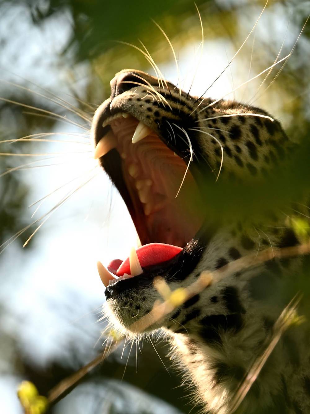 Leopard cub