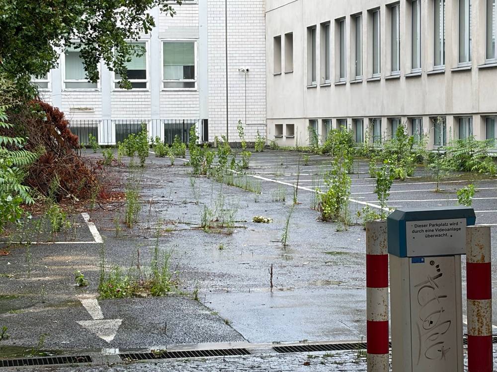 beim morgenspaziergang heute fiel mir dann ständig grünzeug auf, dass sich über die blanken zivilisationsartfakte legt und langsam den asphalt aufbricht oder unsere konsruktionen überdeckt.