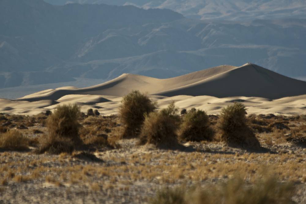 Rolling sand dunes rise beyond a stretch of desert scrub and bushes.