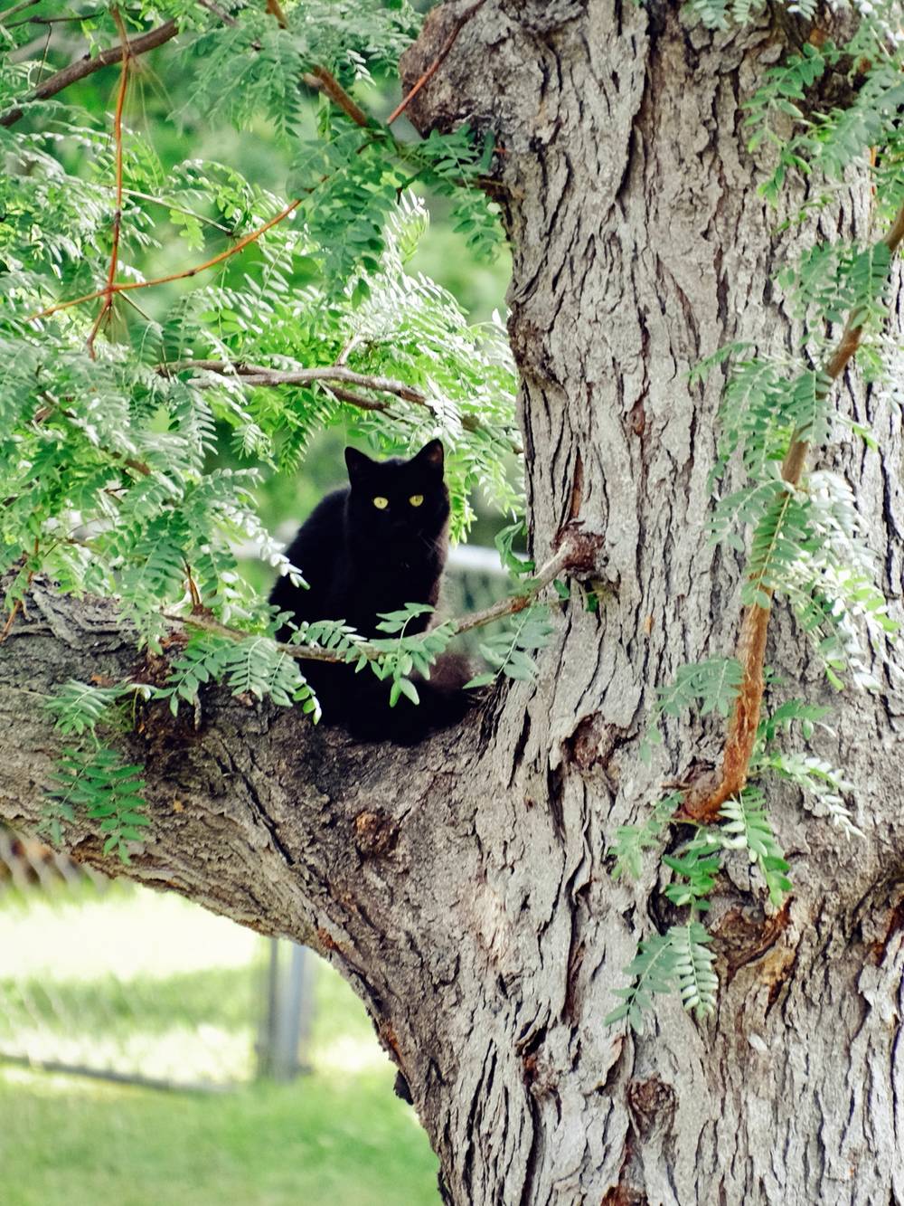 A Sylvester in the tree