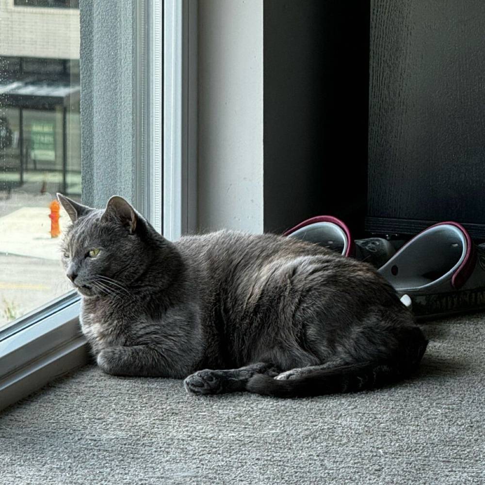 i think my cat might be a nimby 😾