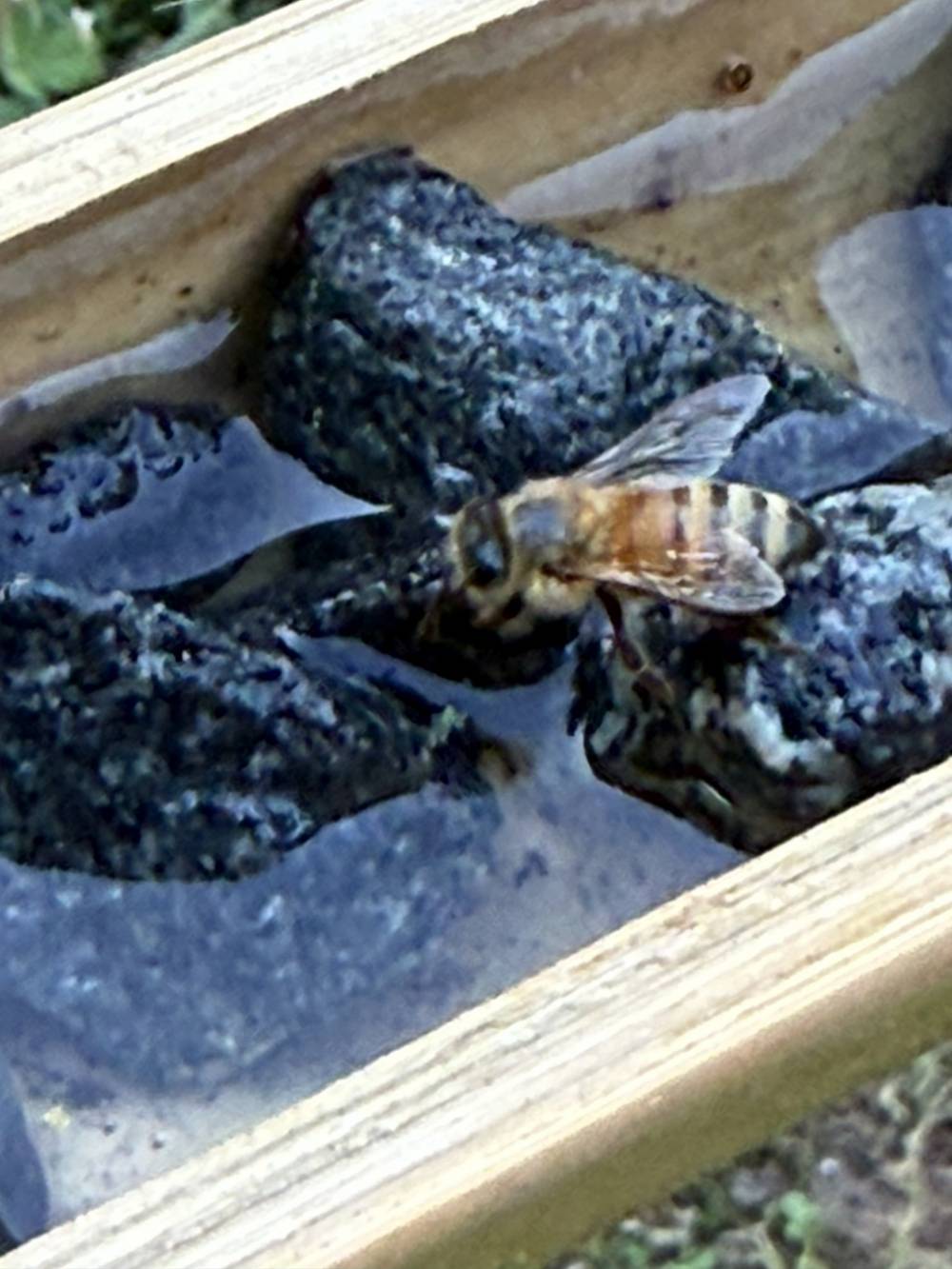 A honeybee getting a drink from a shallow pool of water while on a rock.