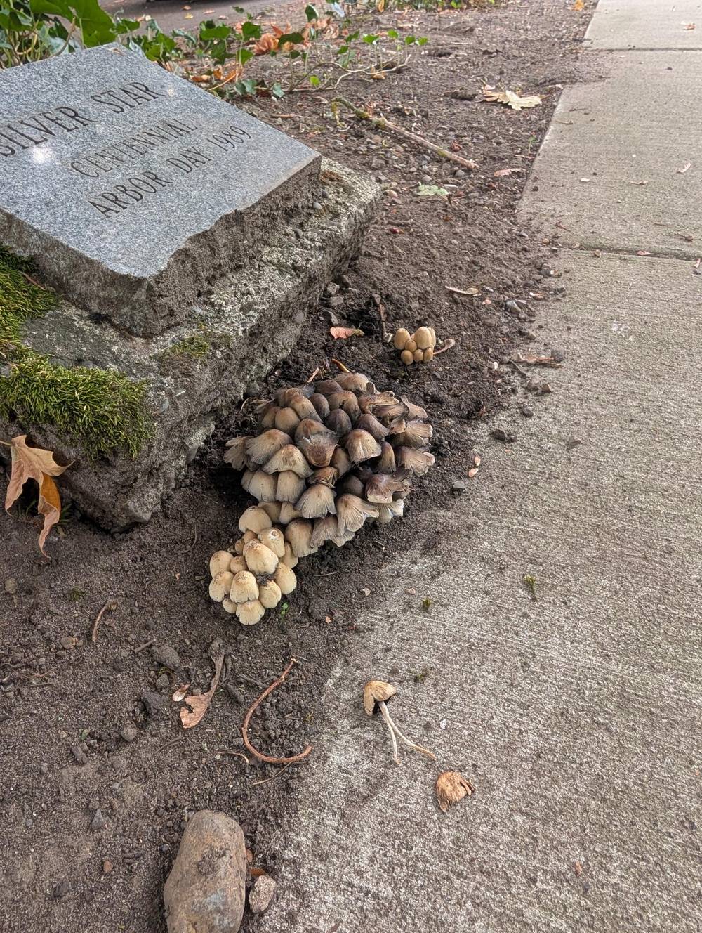 inky caps