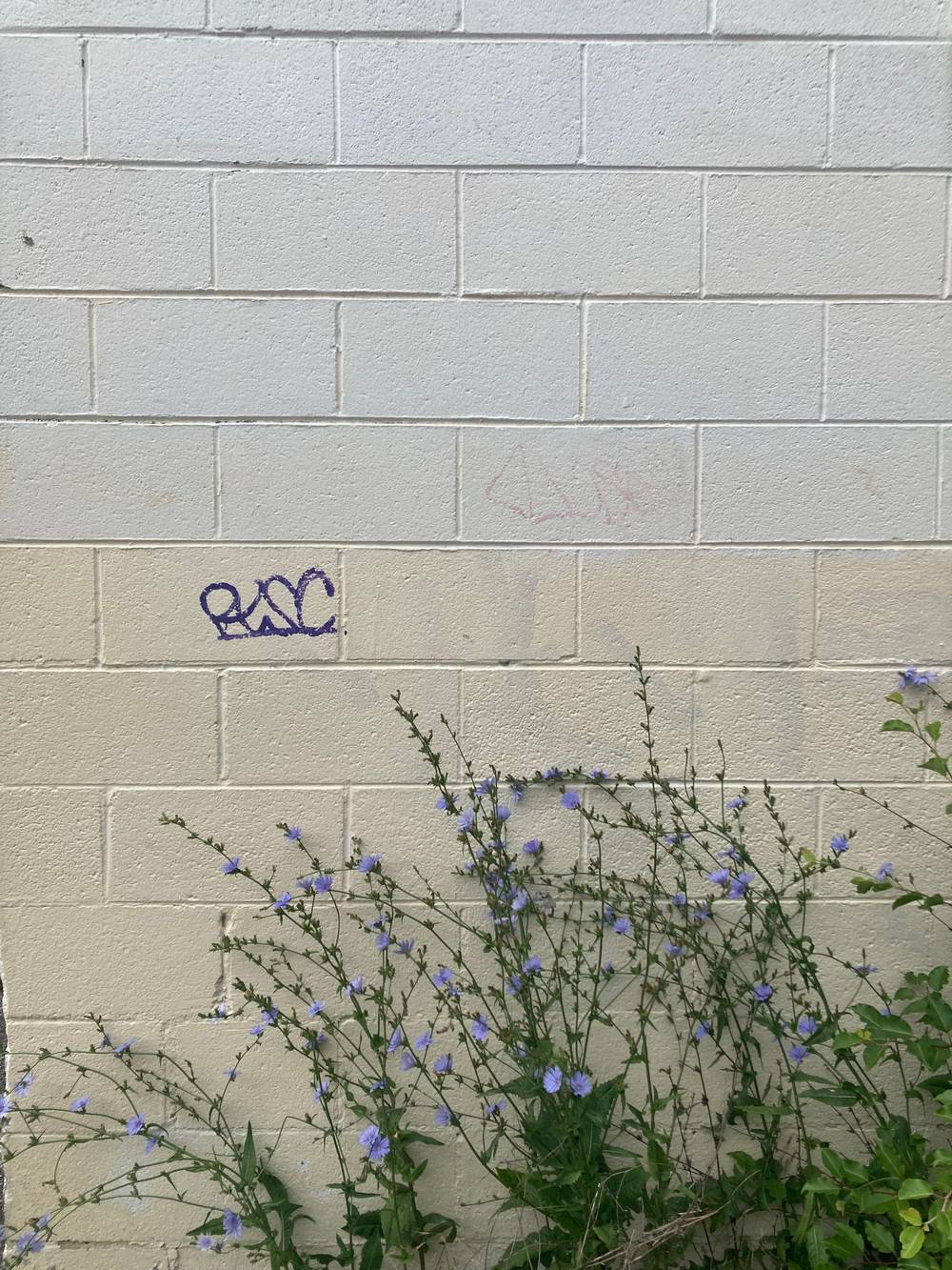 Graffiti on a white brick wall. Purple flowers are growing in front of the wall, and are almost the same color as the graffiti.