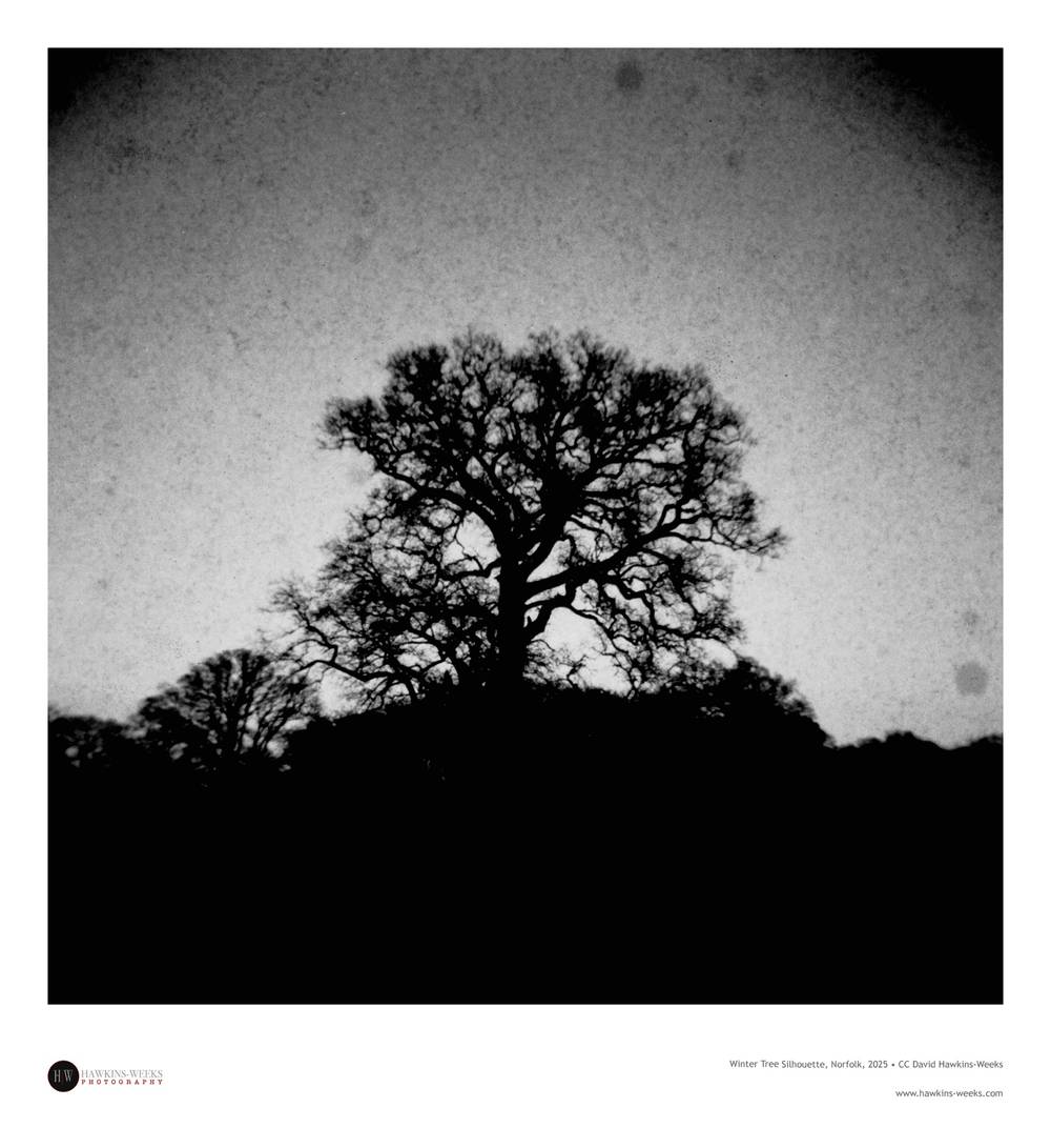 Winter Tree Silhouette #2, Norfolk, 2025