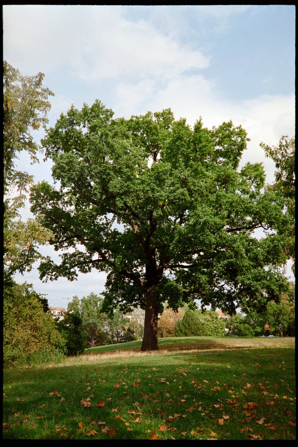A single tree in Victoriapark
