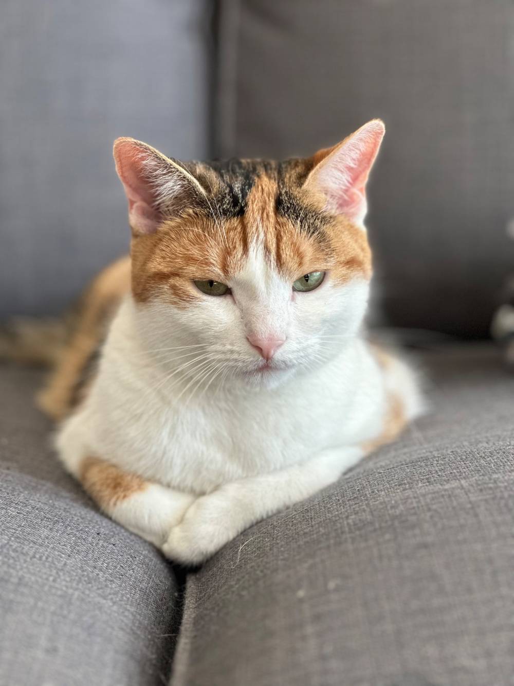 An orange, grey and white cat lying in the crack between two couch cushions and frowning at the camera.
